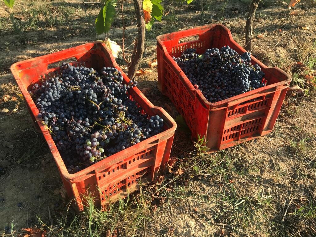 Tenuta Santa Caterina主图