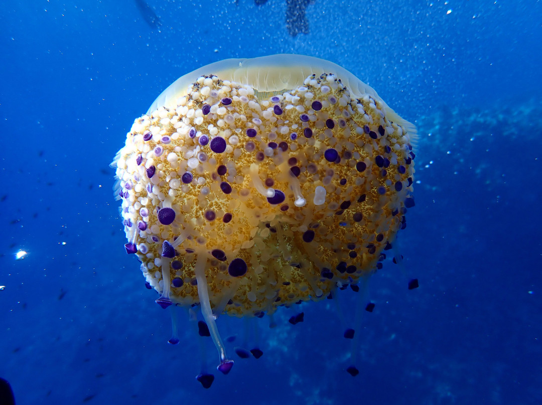 Blue Diving Ustica-Ustica必去景点