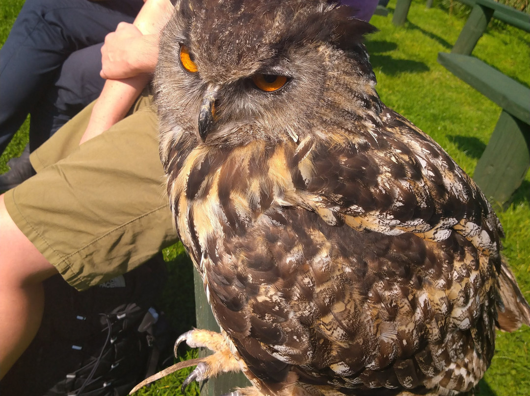 Devon Bird of Prey Centre景点图片
