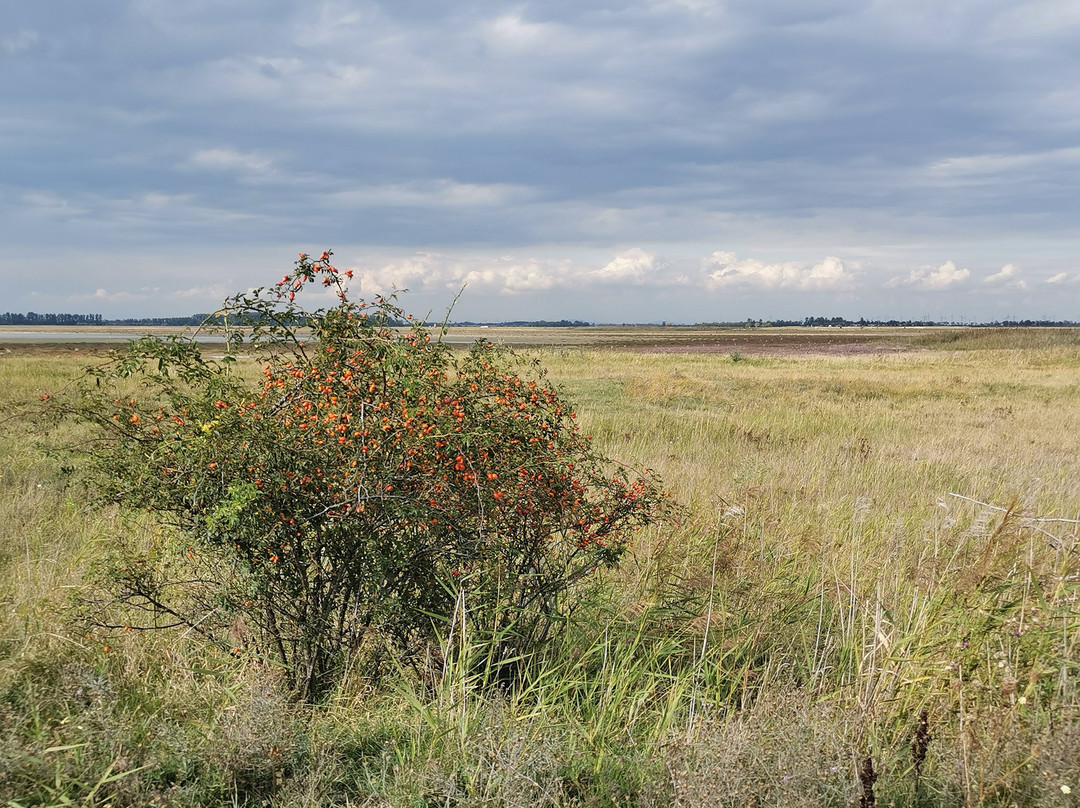 Vogelschutzgebiet Lange Lacke景点图片