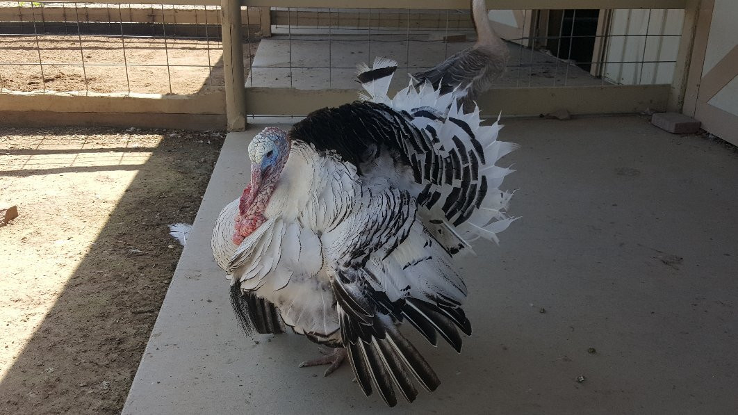 McClure's Orchard-Peru必去景点