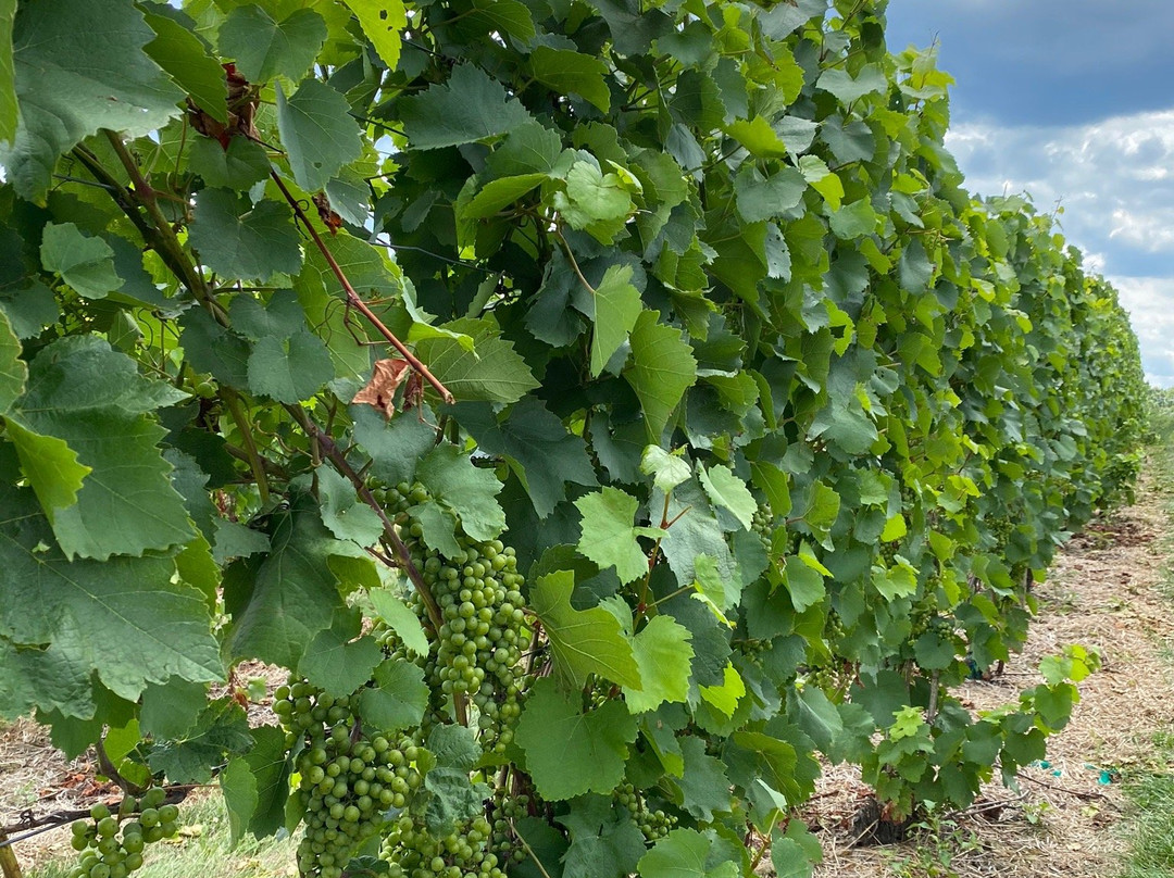 Gravity Winery-Baroda必去景点