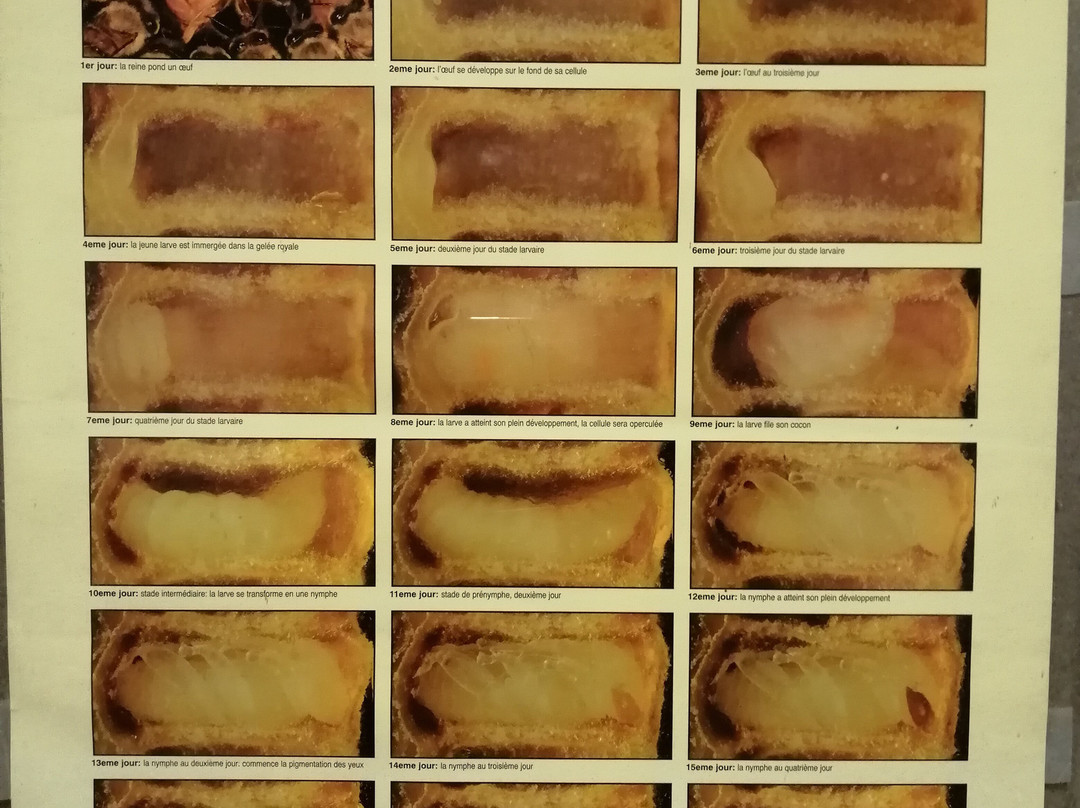 Maison de l'Abeille et Écomusée du Carton-Arbois必去景点