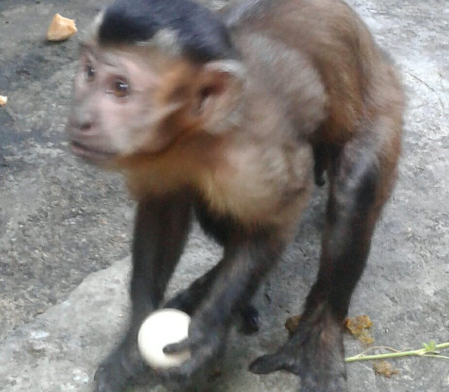 Zoologico el Gallito de las Rocas-拉梅尔塞必去景点