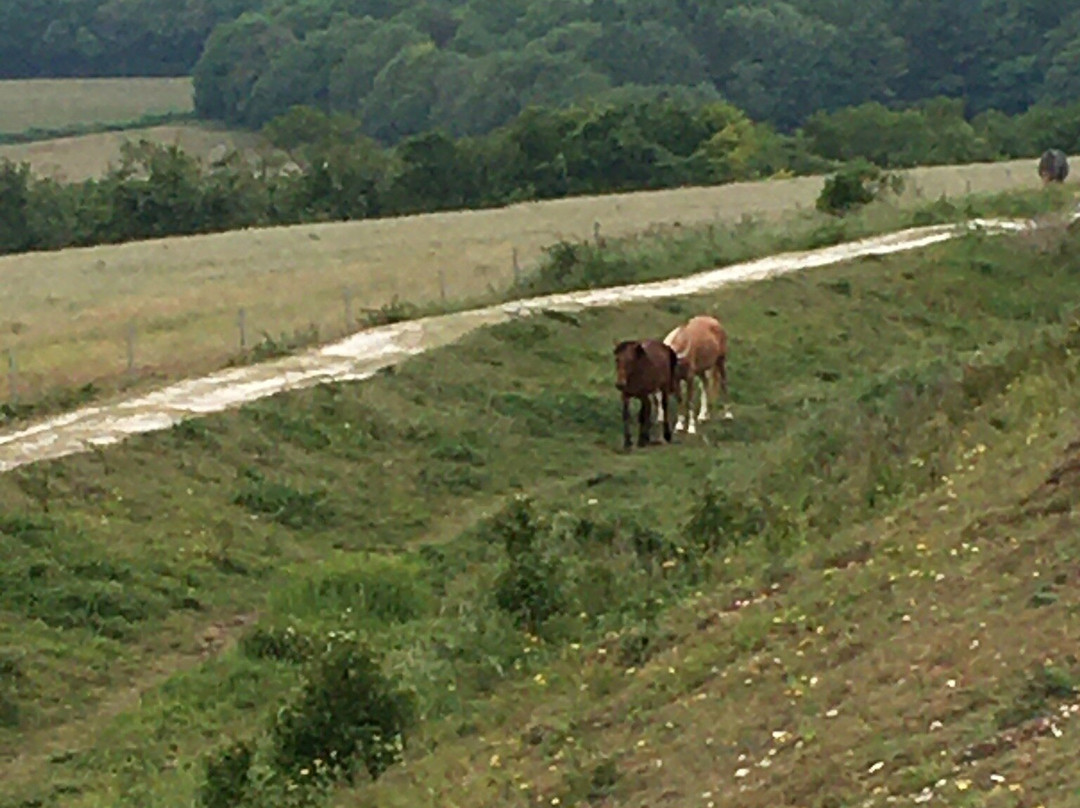 Cissbury Ring景点图片