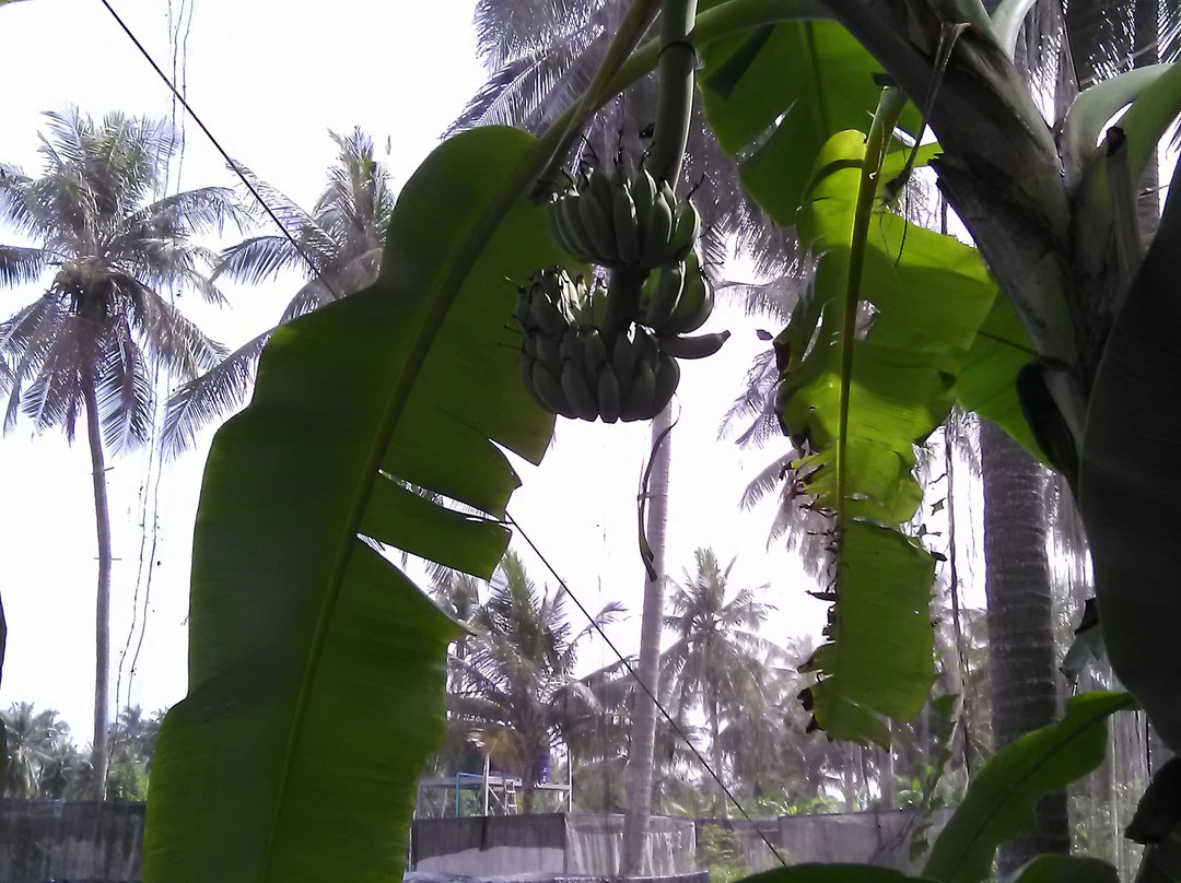 The Butterfly Corner-芭堤雅必去景点