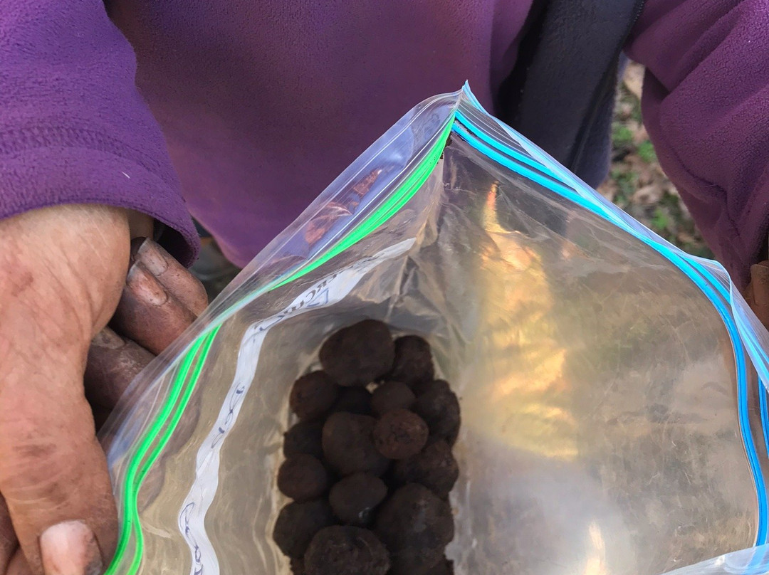 Truffles of Tasmania-德洛兰恩必去景点