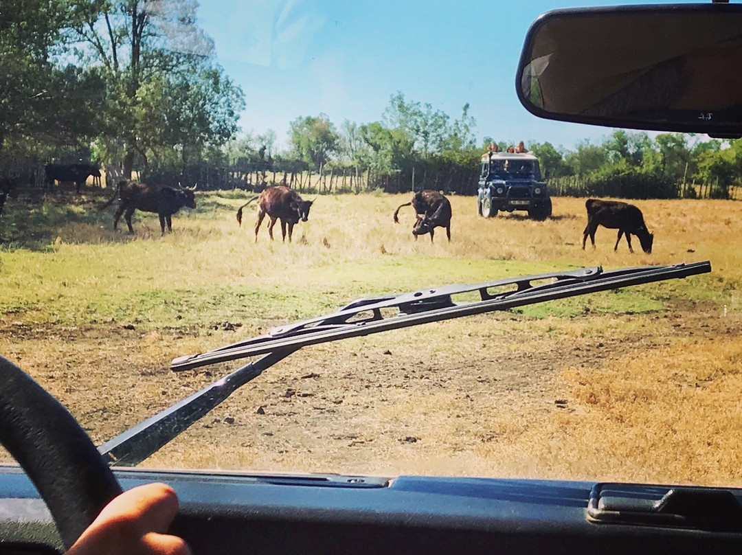 Camargue autrement safari 4x4景点图片