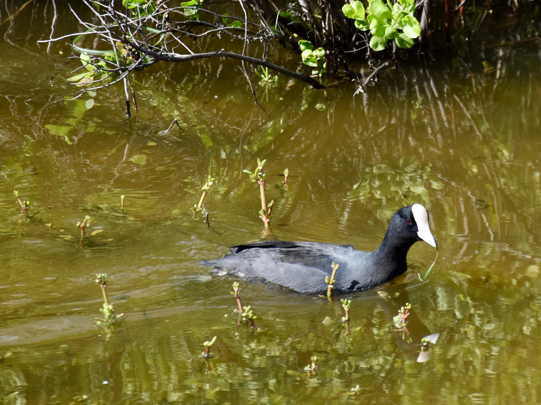 Kealia Coastal Boardwalk-基黑必去景点