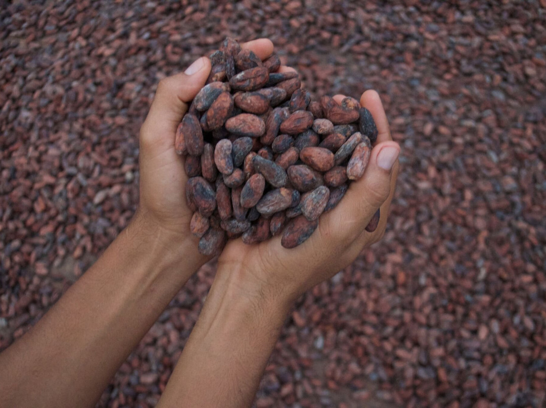 Indi Chocolate-西雅图必去景点