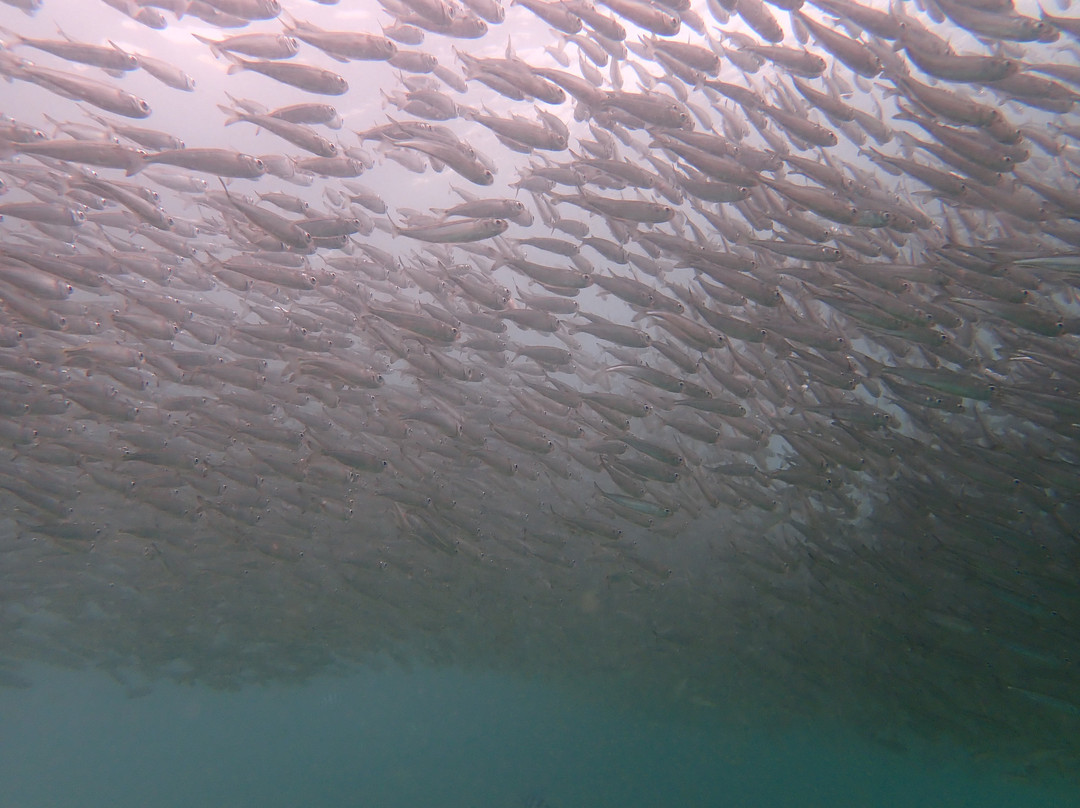 Dive Borneo Bah-亚庇必去景点