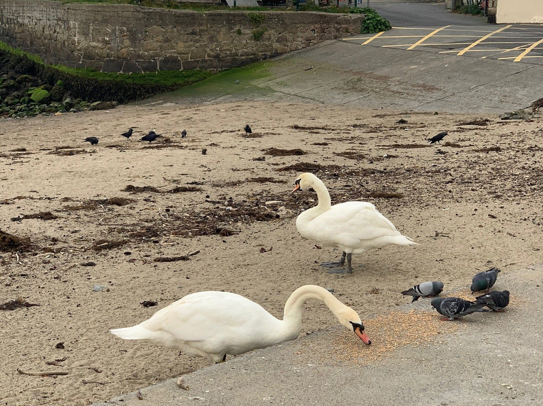 Bray Swan Sanctuary-布瑞必去景点