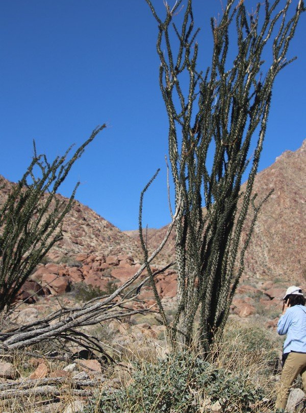 Borrego Palm Canyon Nature Trail-波瑞戈泉必去景点