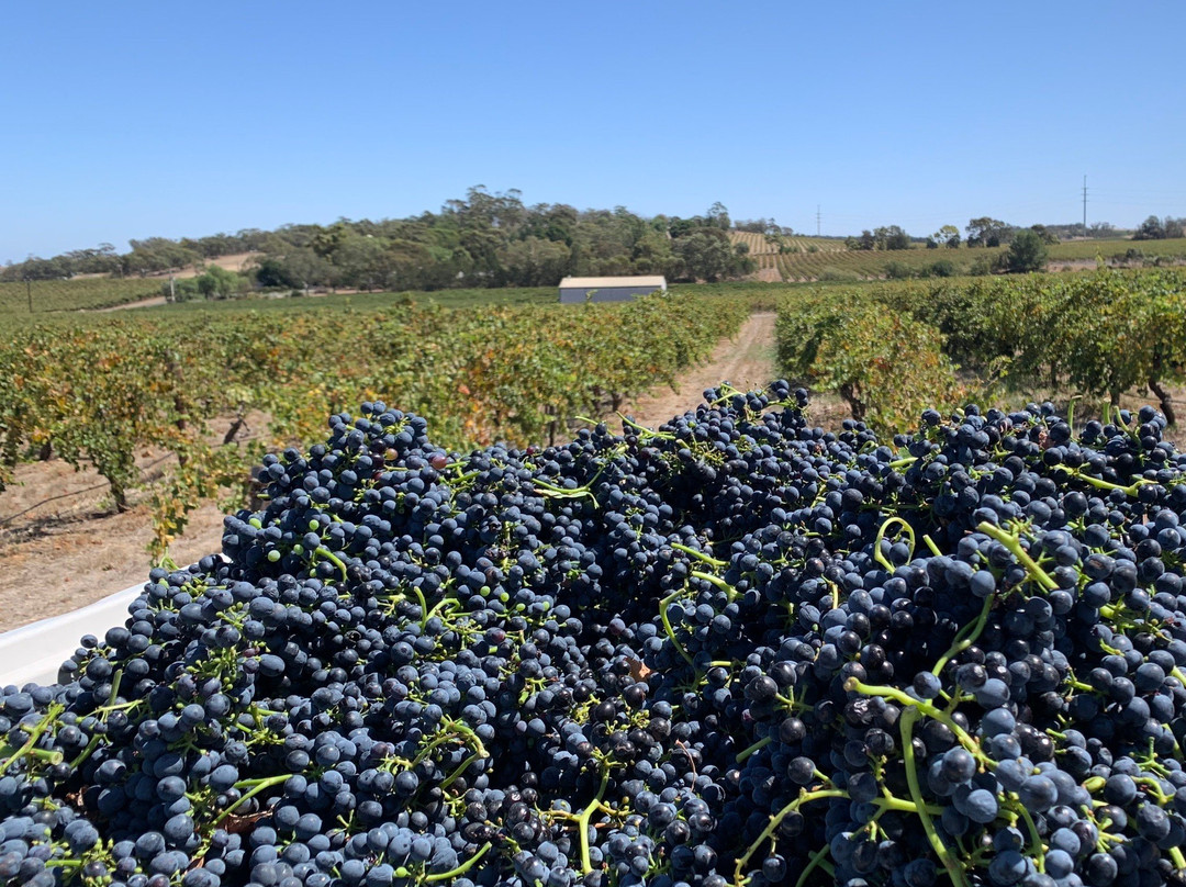 Hayes Family Wines景点图片