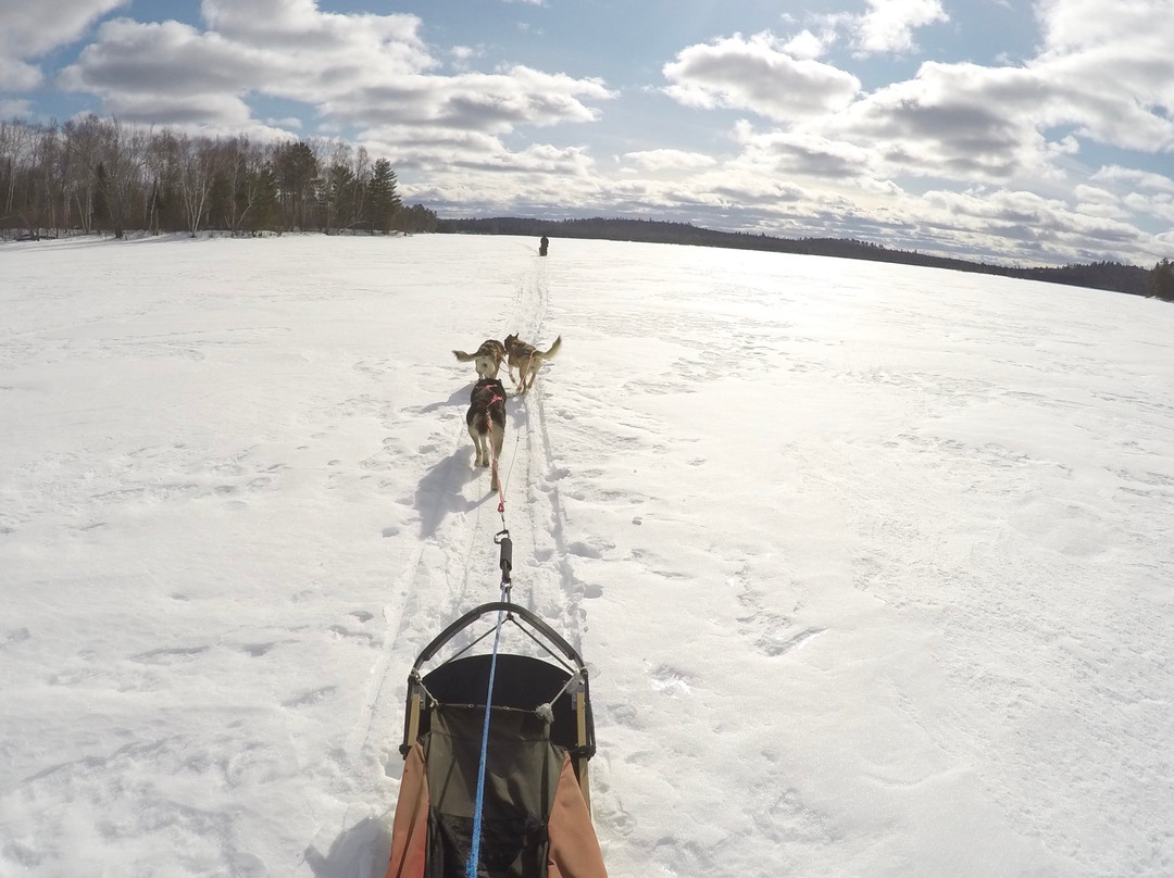 White Wolf Dog Sled Trips景点图片