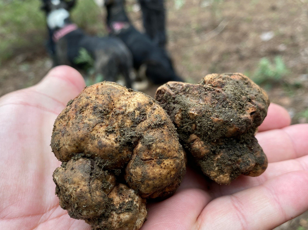 Cyprus Truffles-帕福斯必去景点