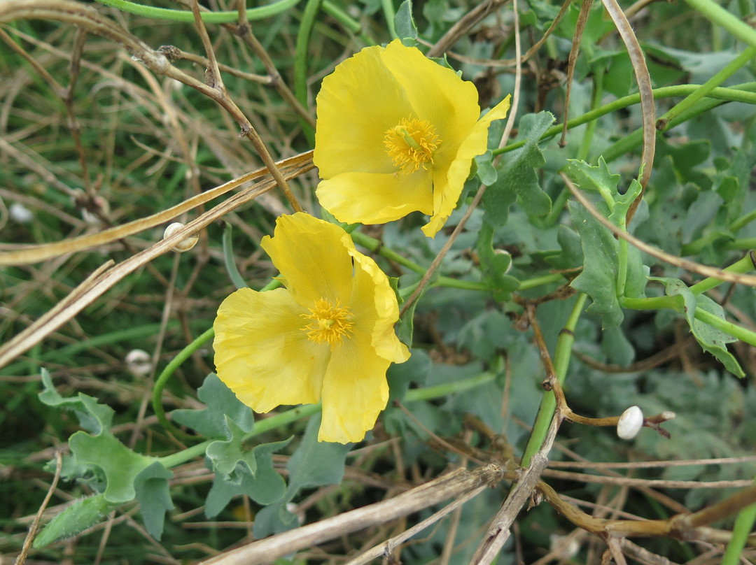 Reserve Naturelle du Marais d'Yves-Yves必去景点