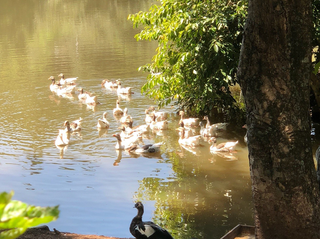 Parque Zoologico Municipal de Bauru景点图片