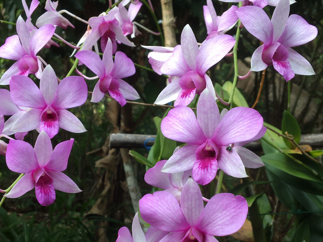 Borneo Escape-帕朗卡拉亚必去景点