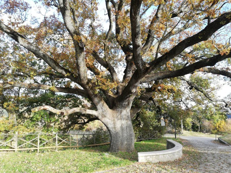 La Quercia di San Vito景点图片