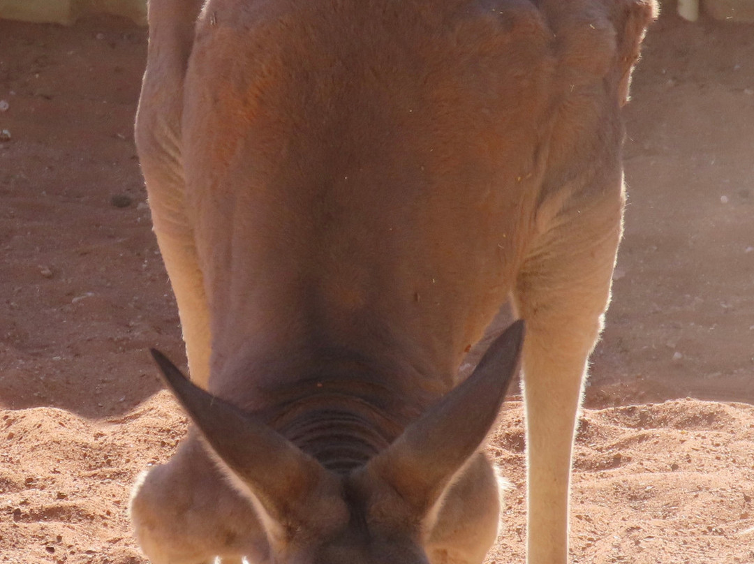 Josephine's Gallery and Kangaroo Orphanage-库伯佩迪必去景点