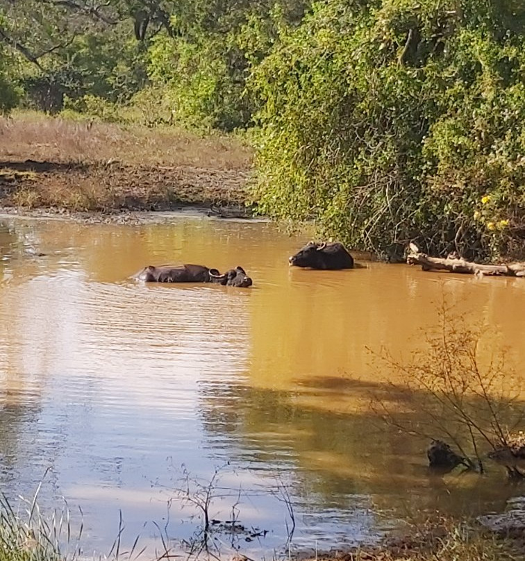 Yala Safari Holidays - Private Game Drives-雅拉国家公园必去景点