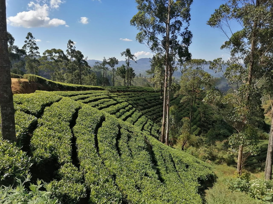 努瓦拉埃利亚巿及茶乡景点图片