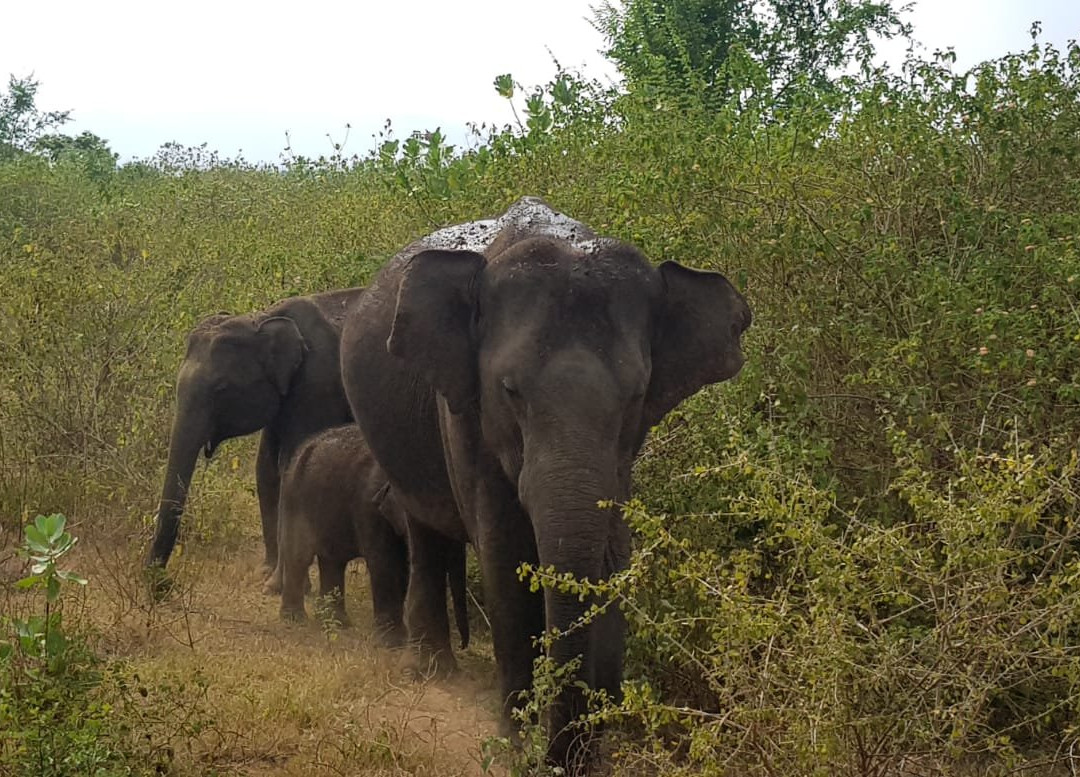 Visit Udawalawe National Park景点图片