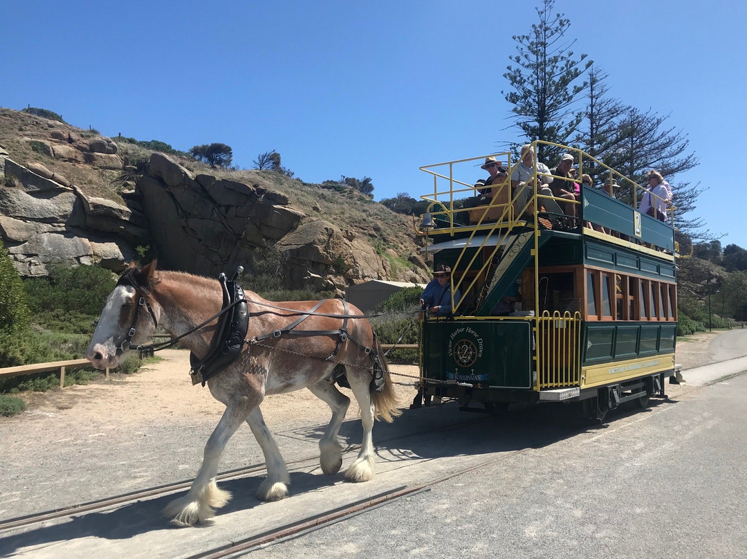 Victor Harbor Horse Drawn Tram-维克多港必去景点