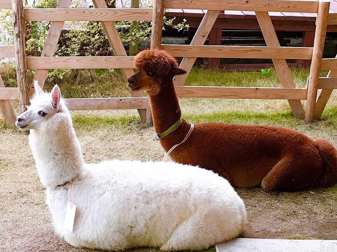 Alpaca Paca-日进市必去景点