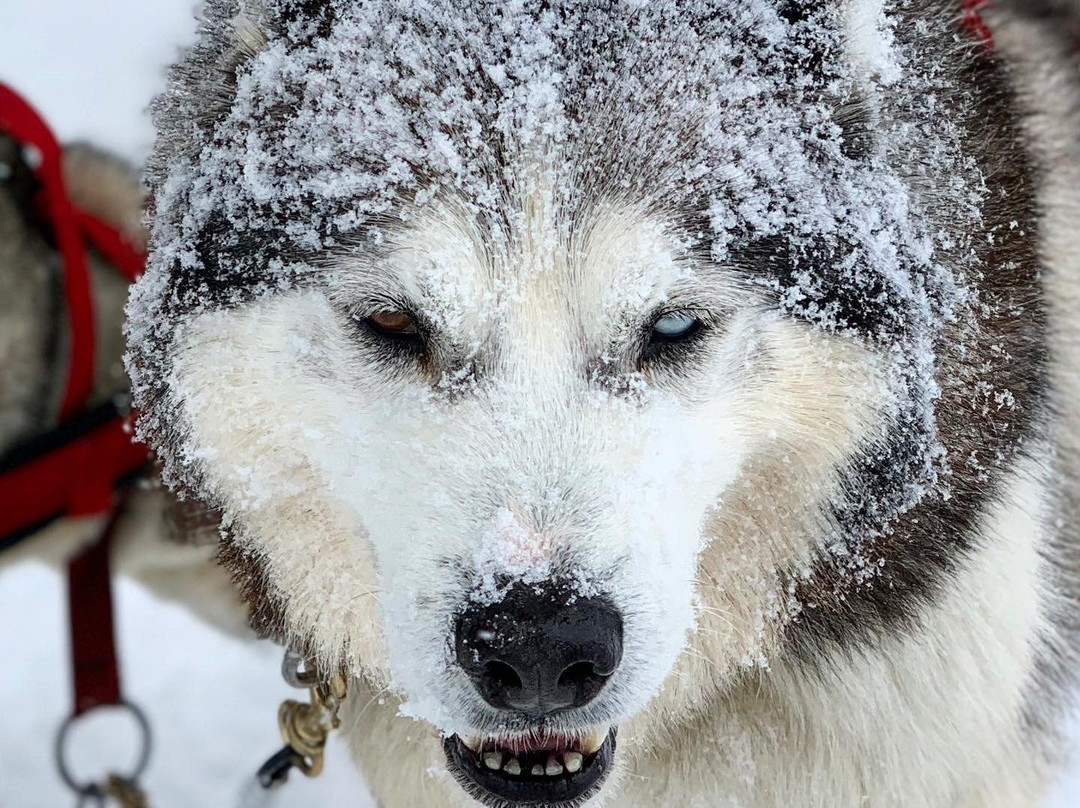 Secrets Nordiques Day Tours-博普雷必去景点