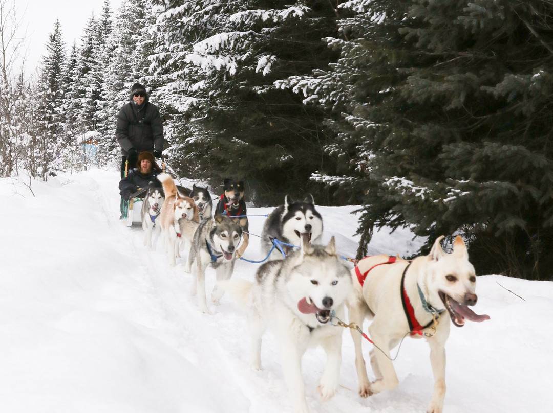 Golden Dog Sled Adventures-戈尔登必去景点