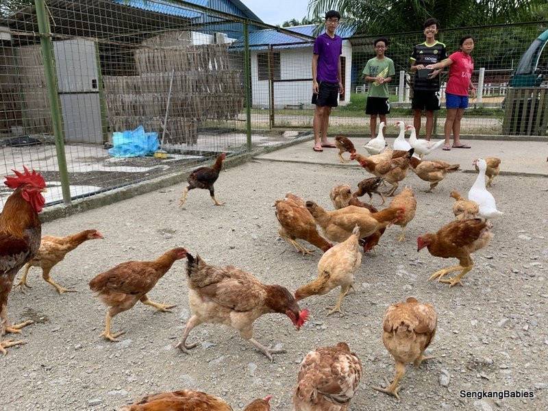 Sinar Eco Resort主图