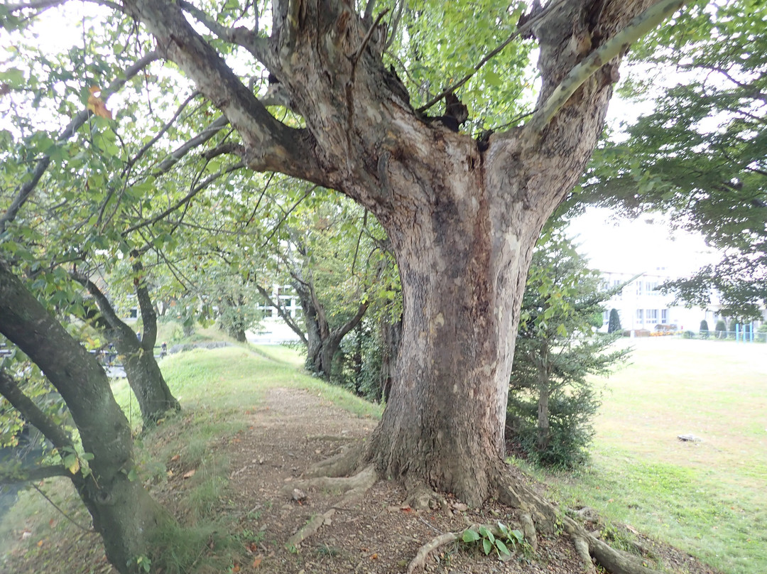 Tsuruoka Castle Goryokaku-佐久市必去景点