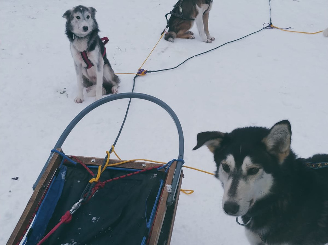 Nordic Husky Tour景点图片