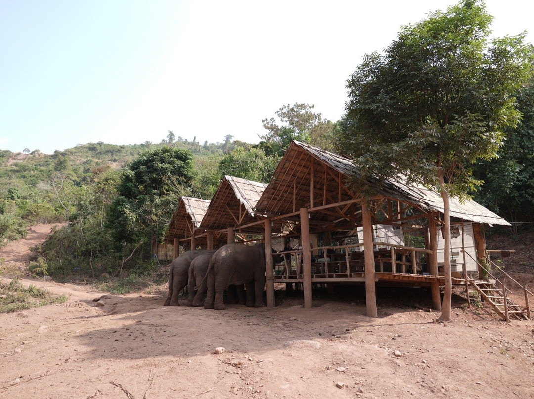 Vang Vieng Elephant Sanctuary-旺阳必去景点