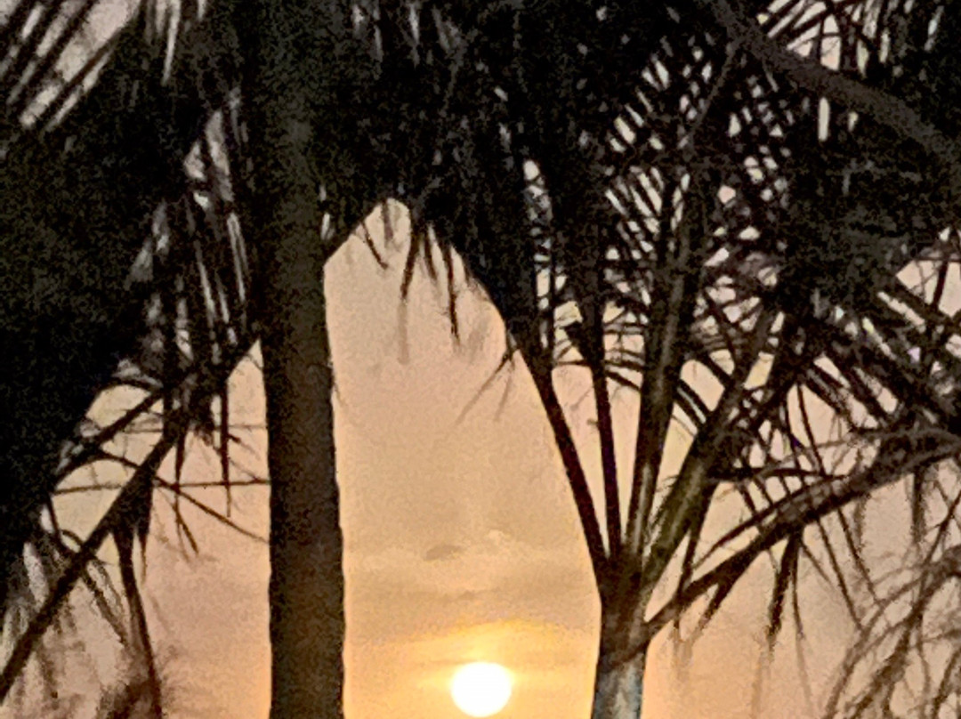 黄金棕榈汽车旅馆主图