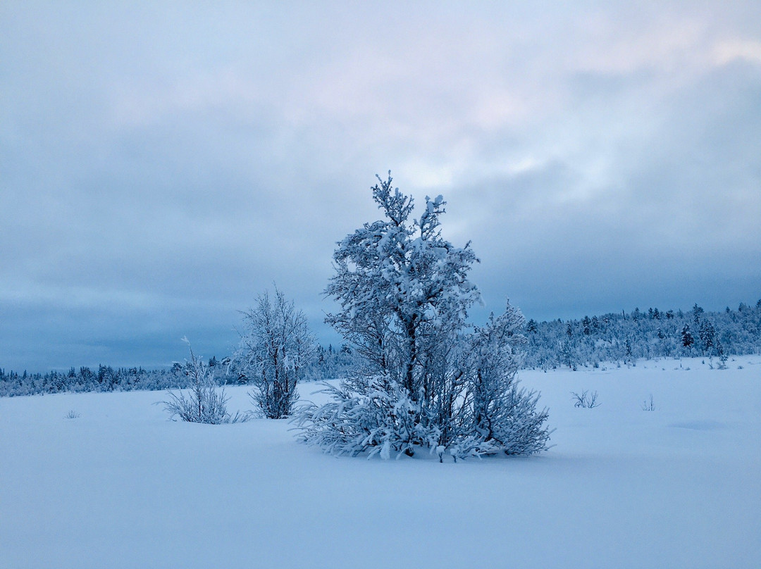 Geilo Husky Day Tours景点图片