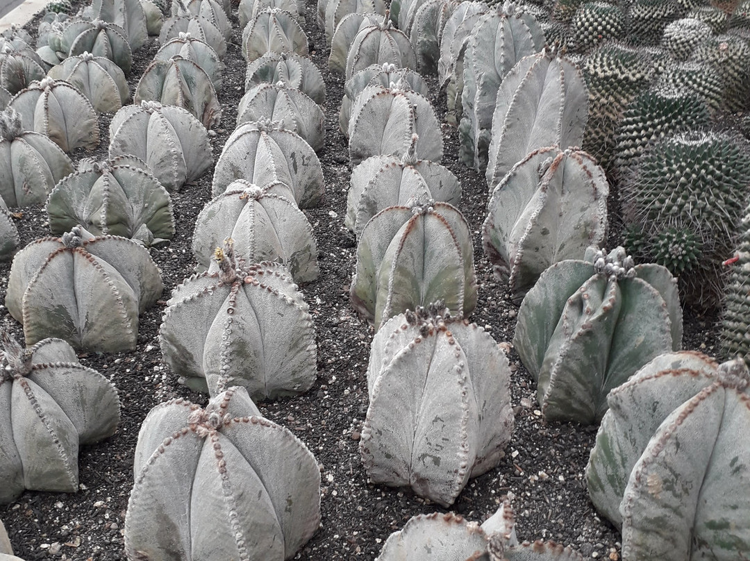 Cactário Horst-Imigrante必去景点