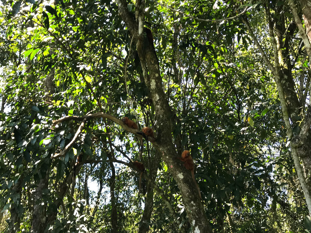 Associação Mico Leão Dourado-Silva Jardim必去景点