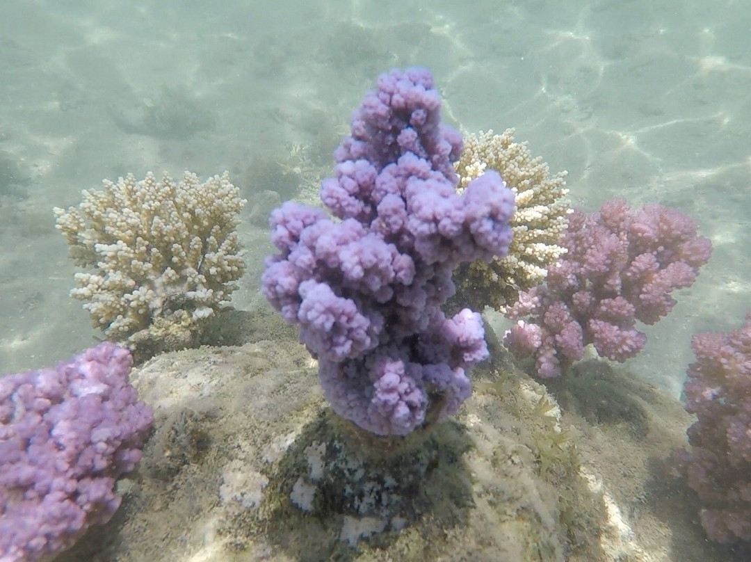 Coral Gardeners Xperience-Paopao必去景点