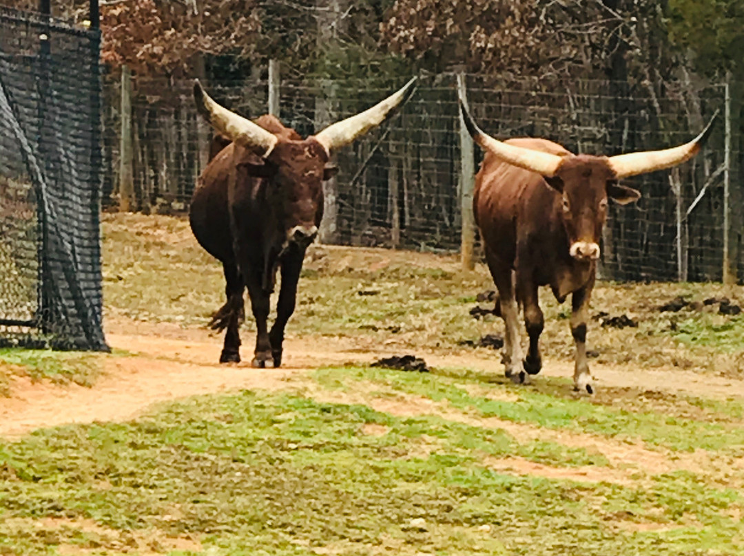 Chestatee Wildlife Preserve & Zoo景点图片