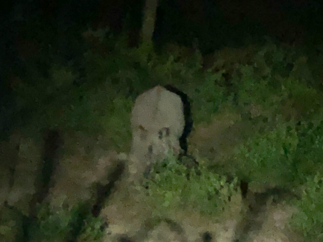 Safari Narayani Hotel主图