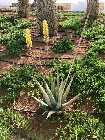 Montrigo Oasi-博阿维斯塔必去景点