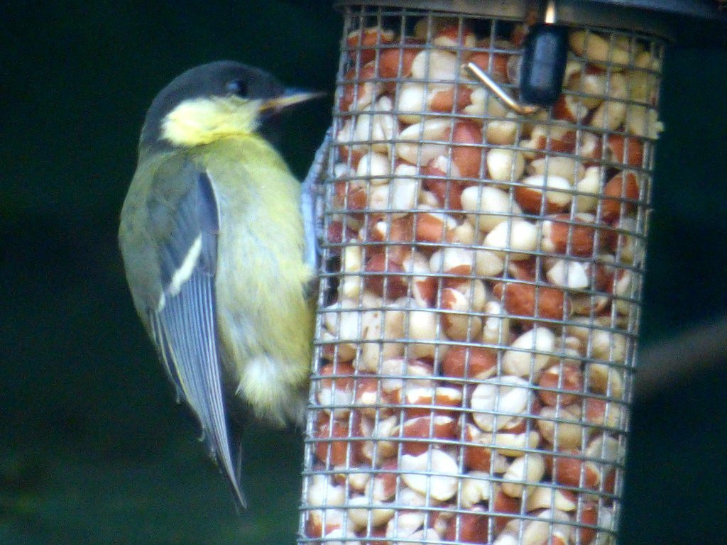 Staffordshire Wildlife Trust - The Wolseley Centre景点图片