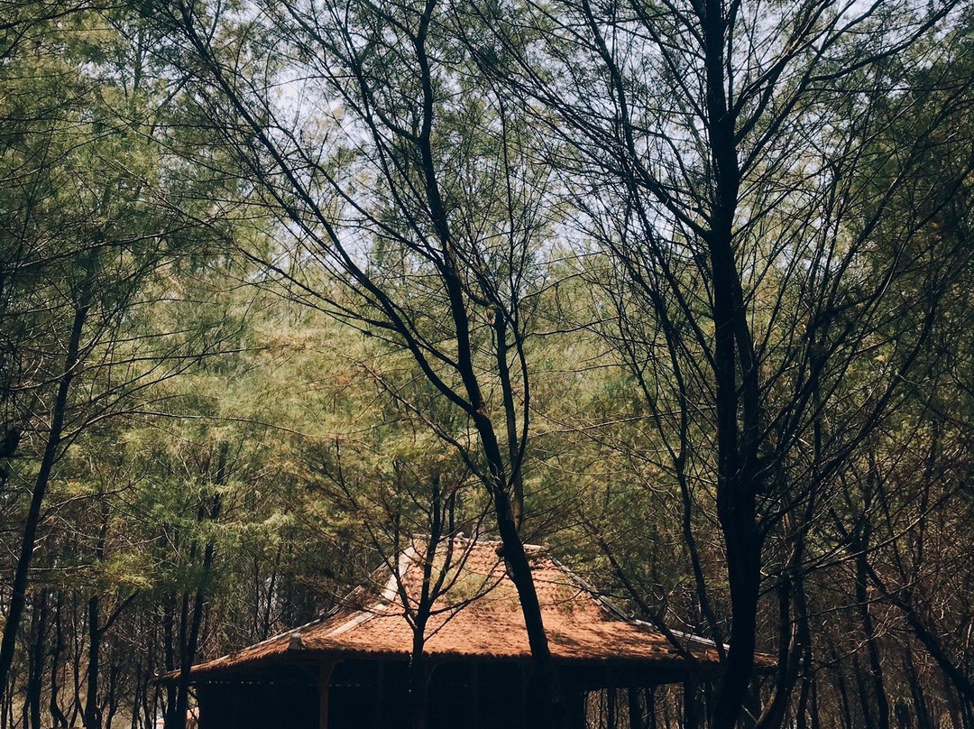 Cemara Sewu Beach景点图片
