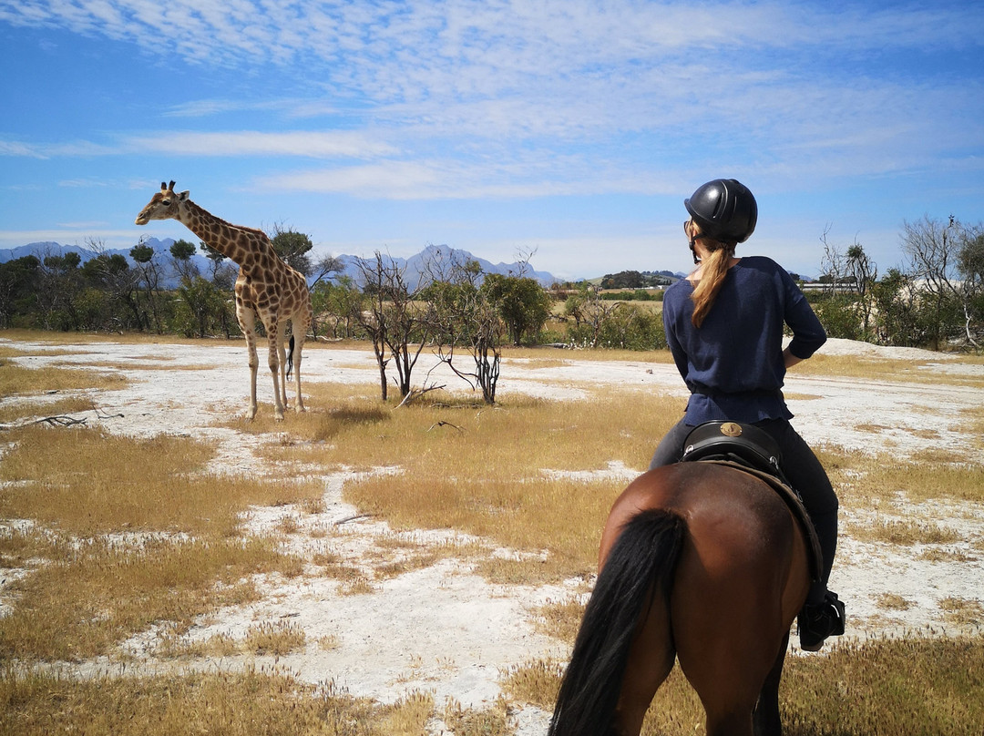 Horse Rides at Pete's-斯泰伦博斯必去景点