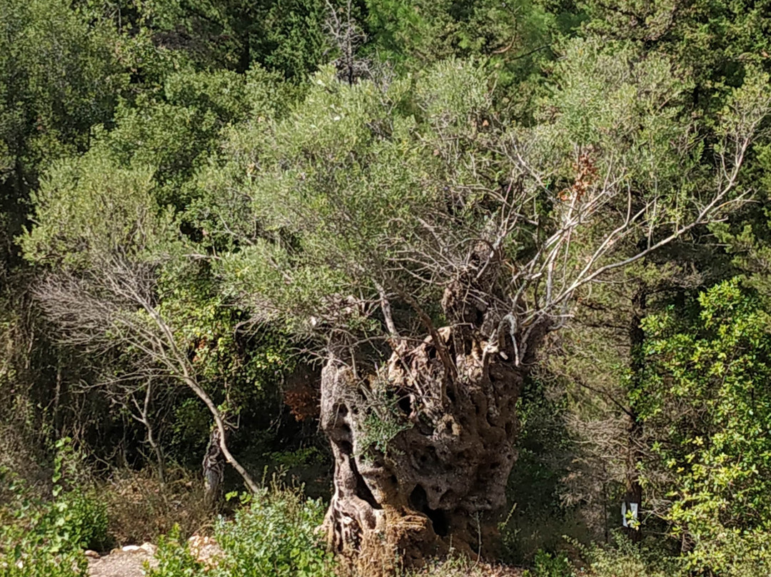 Ligia Agency-莱夫卡扎必去景点