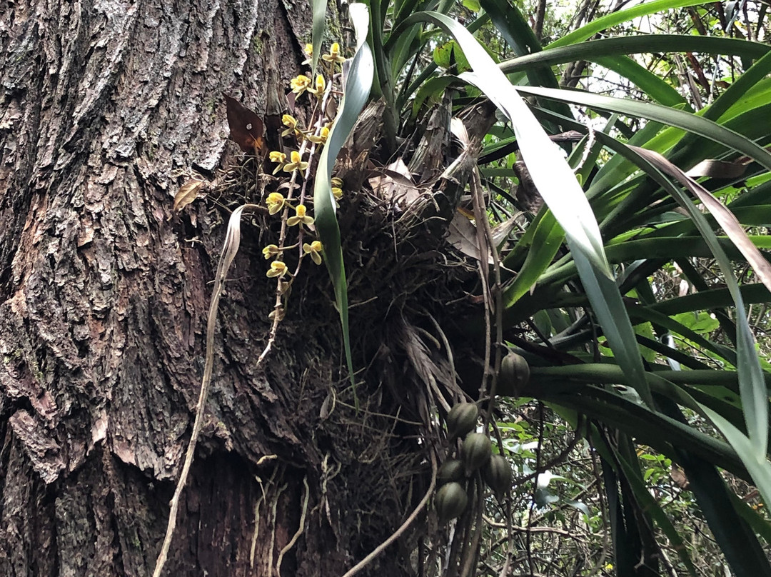 Maroochy Wetlands Sanctuary Reserve景点图片