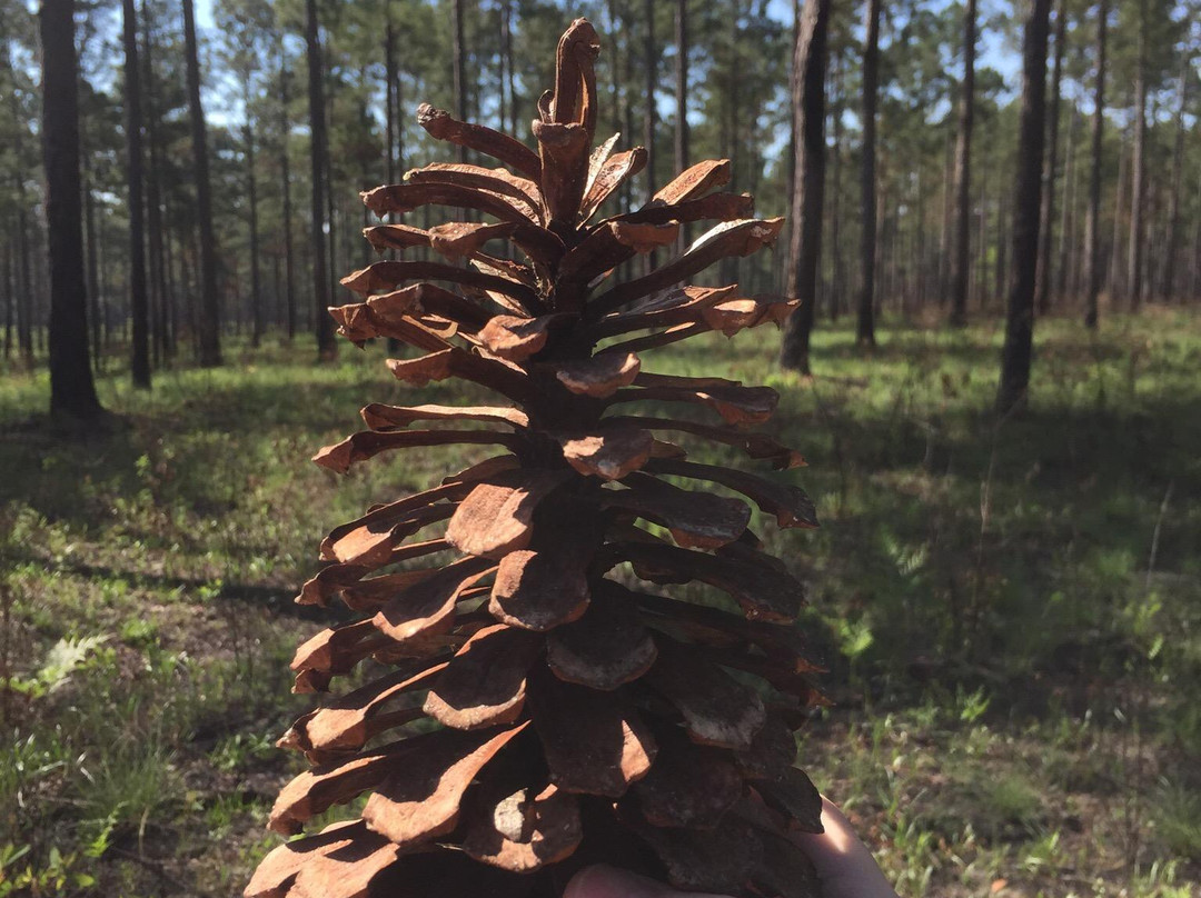 Moultrie旅游景点-Morrison Pines Plantation